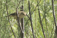 Locustella luscinioides